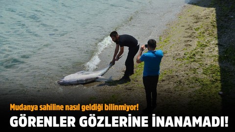 Mudanya sahiline nasıl geldiği bilinmiyor!