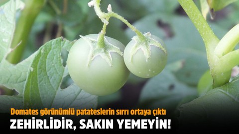 Domates görünümlü patateslerin sırrı ortaya çıktı