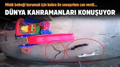 Dünya kahraman köpekleri konuşuyor