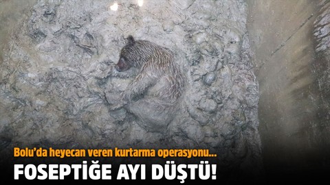 Bolu'da foseptiğe ayı düştü!