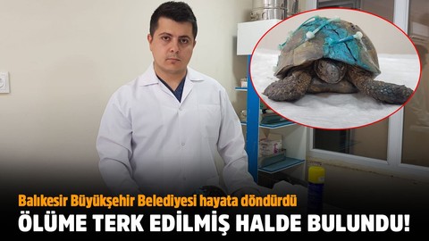 Ölüme terk edilmiş halde bulundu!.. Balıkesir Büyükşehir Belediyesi hayata döndürdü