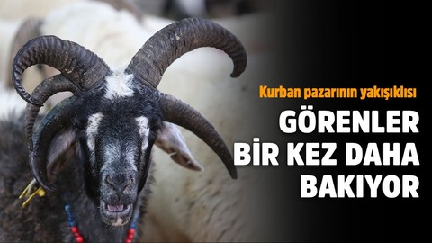 5 boynuzlu koça bakan bir daha bakıyor