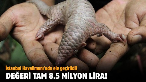 İstanbul Havalimanı’nda ele geçirildi! Değeri tam 8 milyon 500 bin lira!