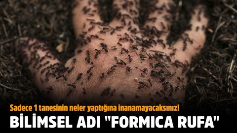 Bilimsel adı "Formica rufa"... Sadece 1 tanesinin neler yaptığına inanamayacaksınız!