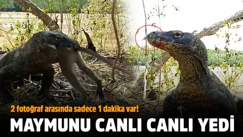 Canlı maymunu lokma lokma yedi