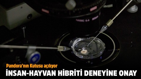 İnsan hayvan hibriti deneyine izin verildi