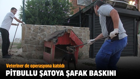 Pitbulllu şatoya baskın!