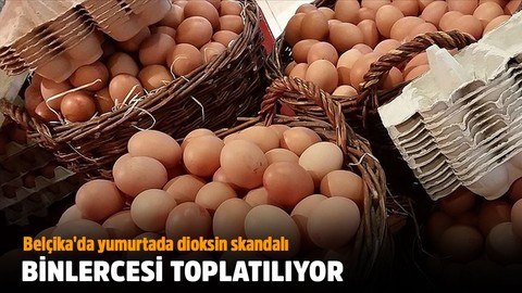 Yumurta'da dioksin skandalı! Binlercesi toplatılıyor