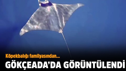 Gökçeada açıklarında görüntülendi