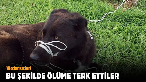 Vicdansızlar! Ölüme terk ettiler