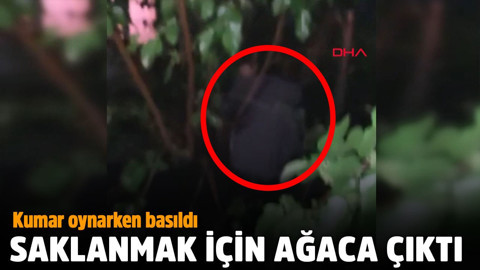 Kumar oynarken basıldı, saklanmak için ağaca çıktı