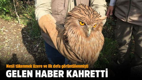 Nesli tükenmekte olan ve ilk kez görüntülenen balık baykuş kaçak avcı kurbanı oldu