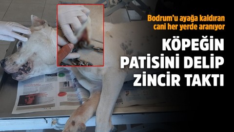 Köpeğin patisini delip zincir taktı