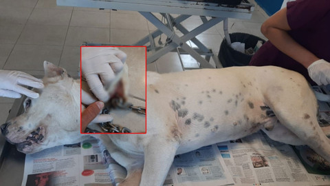 Köpeğin patisini delip zincir taktı