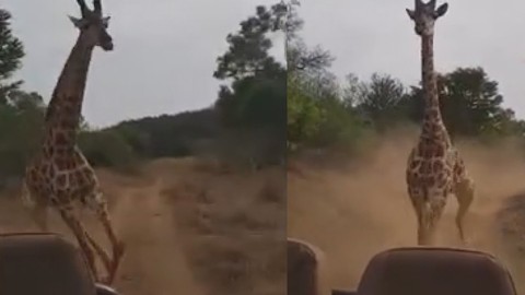Kenya’da turistlerin kızgın zürafa ile imtihanı