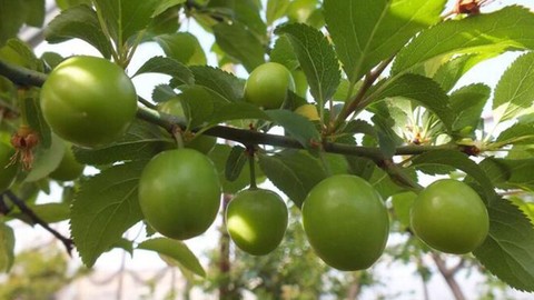 100 gramı 100 liradan satışa sunuldu