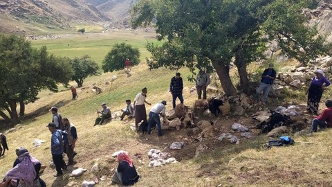 Hakkari Yüksekova'ya yıldırım düştü: 35 koyun telef oldu