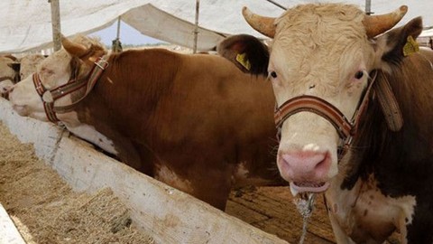 Siirt'te şarbon tespit edilen Eruh ilçesi karantinaya alındı