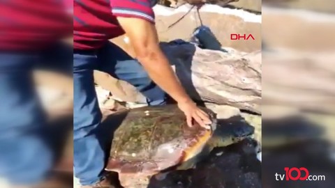 Caretta caretta, ön ayağına halatla parke taşı bağlanmış halde bulundu