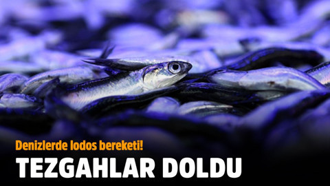 Denizlerde lodos bereketi, tezgahlar doldu
