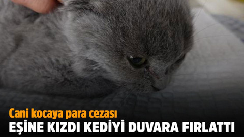 Eşine kızıp kediyi duvara fırlatan kocaya para cezası