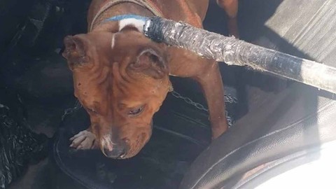 Mahalleli Pitbull beslediğini ihbar etti, 14 bin 982 lira ceza kesildi