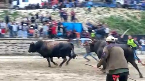 Arenadan kaçan boğalar, seyircilerin arasına daldı; o anlar kamerada