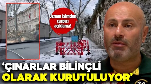 ''Çınarlar bilinçli olarak kurutuluyor''