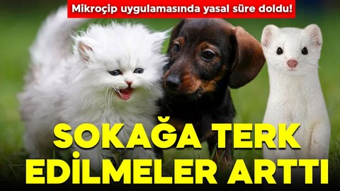 Mikroçip uygulamasında yasal süre doldu! Evcil hayvanlar sokağa terk edilmeye başlandı