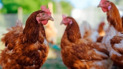 Aralarındaki farka çok şaşıracaksınız! Beyaz yumurta mı, kahverengi yumurta mı daha sağlıklı? - Resim: 1