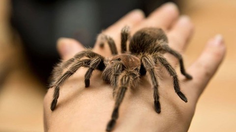 İnternet sitesinde tarantula satışı! Tane fiyatını duyan inanamıyor! İlan açıklamaları daha ilginç