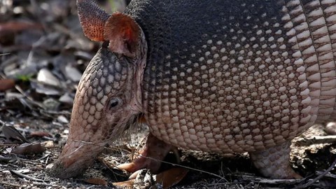 Teksaslı kovboy bu sefer yanlış yere sıktı... Armadillo'yu vurdu sonrasında olanlar herkesi hayrete düşürdü