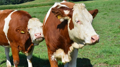 Koca bir ineği tek hamlede yutabilir... Çenesiyle tam tamına 3 kilo 628 gram çene basıncı uyguluyor