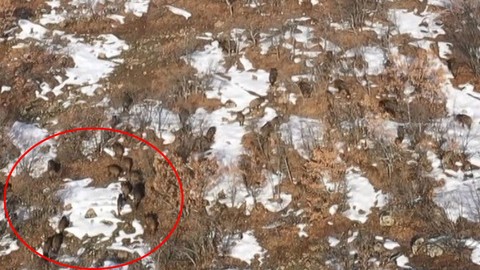 Sürü halinde ortaya çıktılar… Kırsal alanda görüldüler! Aman dikkat şehre inmeleri an meselesi