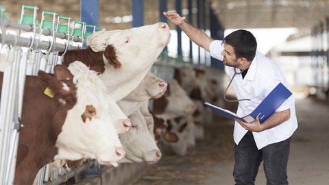 Türkiye'deki çiftçiler ve hayvanlar için hepsinden daha önemli. İnekler hakkında bomba uyarı geldi. Hemen harekete geçin