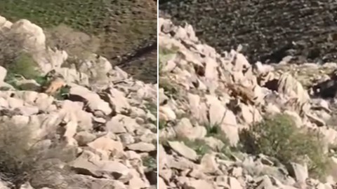 Dünyada hiçbir yerde bulunamıyordu Türkiye'de aniden ortaya çıktı. Şanslı bir vatandaş görüntülendi. Hala Türkiye'de