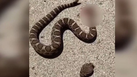 Kafası kopan ancak ölmeyen yılanın yaptığı son harekete hiç kimse inanamadı. Tüyler diken diken