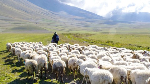 Hayvanlarını otlatmaya çıkaran çoban, koyunları otlarken korkunç bir olay yaşadı. Çobanın hayatında görmediği şey oldu