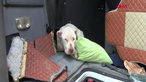 Tuzla’da devrilen hafriyat kamyonunun içine pitbull girdi