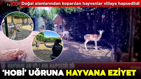‘Hobi’ uğruna hayvana eziyet! Doğal alanlarından koparılan hayvanlar villaya hapsedildi