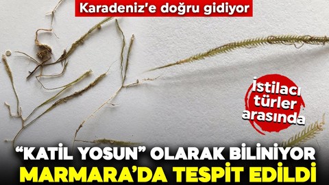 “Katil Yosun” olarak biliniyor! Marmara Denizi’nde tespit edildi: Karadeniz’e doğru gidiyor! İstilacı türler arasında