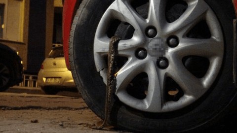 Türkiye'de büyük yılan istilası başladı... Ajanslar felaket haberi tam 38 dakika önce geçti... Devasa ilimizde yaşayanlar dikkat etsin - Resim: 1