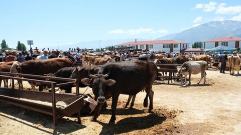 Türkiye'ye çok önemli kurbanlık uyarısı... Kurbanlıklar katiliniz olabilir