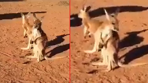 Annesi olmayan öksüz kanguruların videosu izleyenleri ağlattı... Uyumaları için yapmak zorunda oldukları bir şey var