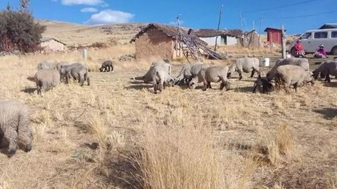 Dünya bu büyük vahşetle sarsıldı... Onlarca koyun gözleri ve beyinleri çıkarılmış şekilde bulundu. Herkesin onu işaret etti. Resmen korkunç