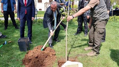 Bakan Bak kendi adına hazırlanan çınar ağacı fidesi toprakla buluşturdu