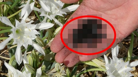 Adana, Antalya, Hatay ve Mersin'de onu görürseniz önce durun, sonra 1,1 geriye doğru adım atmaya başlayın. Zarar verirseniz yandınız