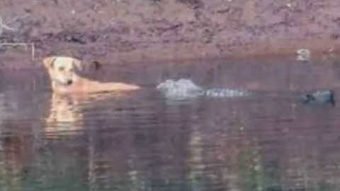 Dünyada böyle bir olay bugüne kadar hiç yaşanmadı. Karada vahşi yaratıklar vardı, suda vahşi parçalayıcı. Onu yemeleri gerekiyordu ama ne oldu