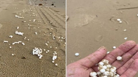 Kumsal boyunca bulunan beyaz boncuğa benzer şeyler herkesi dehşete düşürdü. Yapılan incelemenin ardından şok edici gerçek ortaya çıktı. Son derece zehirli