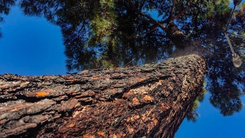 Muğla'da çam ağacındaki manzara görenleri adeta yoldan çevirdi. Herkes durup ağaç bir daha olmayacak şeye baktı